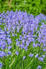 Image showing Perennial plants with vibrant petals thriving in a peaceful park. Closeup of colorful purple flowers in a garden. Spanish bluebell or hyacinthoides non scripta blossoming in nature during spring.