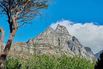 Image showing Vibrant plants surrounding Table mountain in Cape town, South Africa with copyspace. Landscape of tall trees and lush green bushes growing in peaceful harmony. Calm, fresh, and soothing nature