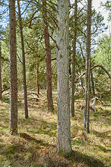 Image showing Beautiful lush green forest in springtime, tall pine trees growing in harmony with nature. Tranquil summer morning with a view of a zen, quiet jungle. Soothing nature with fresh air and calm ambience