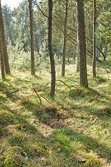 Image showing Beautiful lush green forest, tall pine trees growing with nature in harmony and copy space. Tranquil summer morning with a view of a zen, quiet woods. Soothing nature with fresh air and slim branches