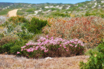 Image showing Pink aster fynbos flowers growing on Table Mountain in Cape Town, South Africa. Lush green bushes and shrubs with flora and plants in a peaceful, serene and uncultivated nature reserve in summer