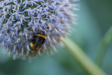 Image showing Large bumble bee on a thistle. Purple flower Echinops sphaerocephalus. Blue great globe thistle or pale purple flowering plant. Bumble bee and Perfect attracting pollinator blossoming flower.