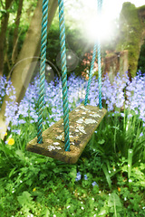 Image showing Closeup of a fun wooden tree swing hanging on nylon rope in a serene, peaceful private backyard at home. Lens flare background, purple lavender plants, flowers growing in an empty and tranquil garden