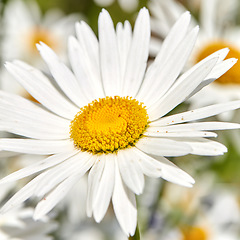 Image showing Closeup of a white daisy flower growing in a garden in summer with blurred background. Marguerite plants blooming in botanical garden in spring. Bunch of cheerful wild flower blooms in the backyard