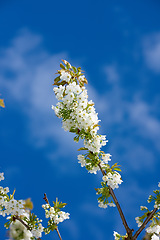 Image showing Mirabelle flower blooming with blue sky background in springtime. Closeup of a plant or flowerhead growing in a garden on a summer day. Lush flora or beautiful fruit tree blossoming in a backyard.