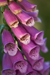 Image showing Colorful foxgloves - digitalis purpurea