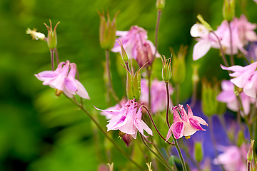 Image showing Aquilegia - beautiful garden flower