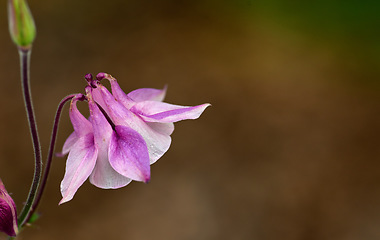 Image showing Closeup of one pink and white flower in blur garden background. A flowerhead of a petticoat pink plant growing outside. Purple grannys bonnet flowers blooming in a park or backyard during summertime