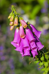 Image showing Foxglove or Digitalis Purpurea is in full bloom and growing in the garden. Purple flower or flowerhead blossoming with lush green trees in the background. Closeup of a plant or flora on a summer day