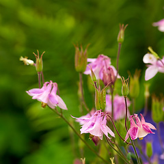 Image showing Aquilegia - beautiful garden flower
