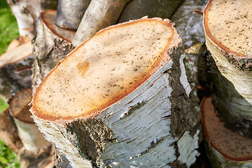 Image showing Chopped tree logs from the forest. Closeup of brown wooden texture background of stumps of cut firewood in a lumberyard. Collecting dry timber split hardwood material for winter and deforestation