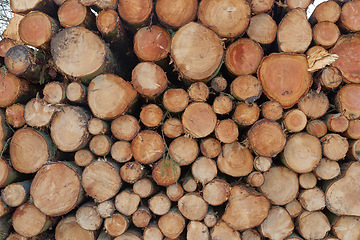 Image showing Tree logs from the forest in a pile. Closeup of brown wooden texture background of stumps of chopped and stacked firewood. Collecting dry lumber split hardwood material for winter and deforestation