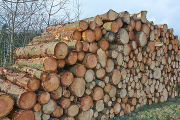 Image showing Wooden logs