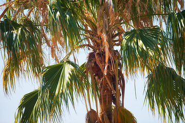 Image showing Below view of one palm tree branches and leaves against a blue sky background outside during summer vacation, holiday abroad and overseas. Low angle of a coconut plant growing in tropical environment