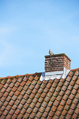 Image showing Bird sitting to nest on red brick chimney on slate roof of house building outside against blue sky background. Construction of exterior escape chute built on rooftop for fireplace smoke and heat