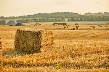 Image showing Harvest. Bale of brown straw hay on a field in the countryside with copyspace. Scenic landscape of agriculture farm in rural village for harvesting crops and wheat. Golden haystack in a meadow.