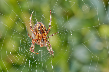 Image showing The Walnut Orb-weaver Spider. Closeup of a spider in a web against blur leafy background. An eight legged Walnut orb weaver spider making a cobweb in nature surrounded by green trees.