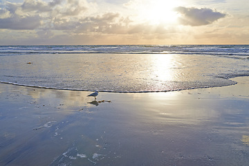 Image showing Beautiful sunset at the beach on a cloudy summer day. Seascape and landscape of a golden sunrise on the coastline of Denmark. An empty shore with nobody at dusk clouds over the ocean or sea