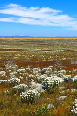 Image showing Fynbos in Table Mountain National Park, Cape of Good Hope, South Africa. Closeup of scenic landscape with fine bush indigenous plant and flower species growing in a nature reserve with blue sky