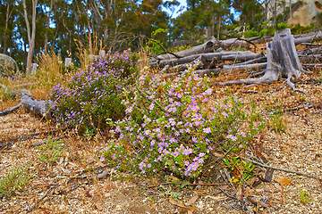 Image showing Fynbos in Table Mountain National Park, Cape of Good Hope, South Africa. Closeup of scenic landscape environment with fine bush indigenous plant and flower species growing in a nature reserve