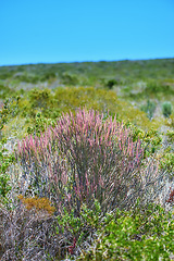 Image showing Fynbos in Table Mountain National Park, Cape of Good Hope, South Africa. Closeup of scenic landscape environment with fine bush indigenous plant and flower species growing in a nature reserve