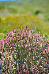 Image showing Fynbos in Table Mountain National Park, Cape of Good Hope, South Africa. Closeup of scenic landscape environment with fine bush indigenous plant and flower species growing in a nature reserve