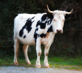 Image showing Full length of Holstein cow standing alone on farm. Portrait of hairy black and white animal isolated on remote farmland and agriculture estate with copyspace. Raising live cattle for dairy industry