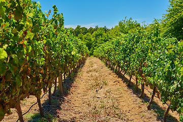 Image showing Stellenbosch district, Western Cape Province, South Africa. Most famous wine producing region in South Africa, steeped in wine producing history and is home to the countrys best known wine estates