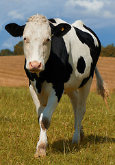 Image showing One black and white spotted Holstein cow on a sustainable farm pasture field in countryside. Raising and breeding livestock animals in agribusiness for free range organic cattle and dairy industry