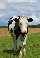 Image showing One black and white spotted Holstein cow on a sustainable farm pasture field in countryside. Raising and breeding livestock animals in agribusiness for free range organic cattle and dairy industry