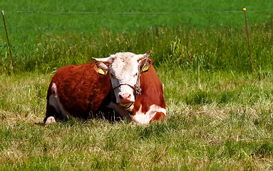 Image showing One hereford cow sitting alone on farm pasture. Portrait of hairy animal isolated against green grass on remote farmland and agriculture estate. Raising live cattle, grass fed diary farming industry