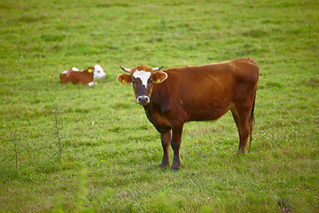 Image showing Portrait of a cow on a green field on a cattle farm. Brown bull standing in the pasture. Full length of a hereford cow with a calf in the distance. Remote agriculture estate in the dairy industry