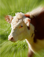 Image showing Closeup portrait one hereford cow alone on farm pasture. Portrait of hairy animal isolated against green grass on remote farmland and agriculture estate. Raising live cattle for dairy industry