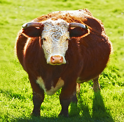 Image showing Portrait one hereford cow alone on farm pasture. Portrait of hairy animal isolated against green grass on remote farmland and agriculture estate. Raising live cattle for dairy industry