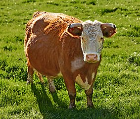 Image showing Full length of one hereford cow standing alone on farm pasture. Portrait of hairy animal isolated against green grass on remote farmland and agriculture estate. Raising live cattle for dairy industry