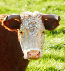 Image showing Closeup portrait one hereford cow face alone on farm pasture. Portrait of hairy animal isolated against green grass on remote farmland and agriculture estate. Raising live cattle for dairy industry