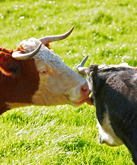 Image showing Two hereford cows together and licking each other on farm pasture. Hairy animals cleaning eyes against green grass on remote farmland and agriculture estate. Raising live cattle for dairy industry