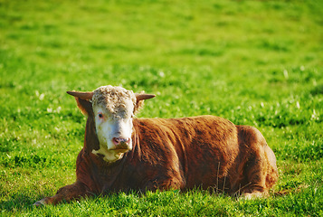 Image showing One hereford cow sitting alone on farm pasture. One hairy animal isolated against green grass on remote farmland and agriculture estate. Raising live cattle, grass fed diary farming industry