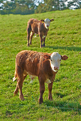Image showing Hereford breed of brown cows grazing on sustainable farm in pasture field in the countryside. Raising and breeding livestock animals in agribusiness for free range organic cattle and dairy industry