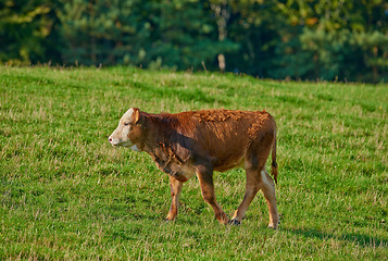 Image showing One hereford cow standing alone on farm pasture. One hairy animal against green grass on remote farmland and agriculture estate. Raising free range organic cattle, grass fed diary farming industry