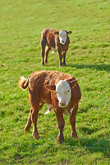 Image showing Two Hereford breed of brown cows grazing on sustainable farm in pasture field in countryside. Raising and breeding livestock animals in agribusiness for free range organic cattle and dairy industry