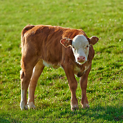 Image showing One hereford cow standing alone on farm pasture. One hairy animal isolated against green grass on remote farmland and agriculture estate. Raising free range cattle, grass fed diary farming industry