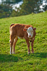 Image showing Portrait of a Hereford cow standing in farm pasture. A domestic livestock or calf with red and white head and pink nose grazing on a lush green field or meadow on a sunny spring day