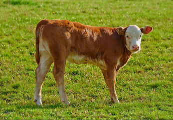 Image showing Hereford - all brown and white