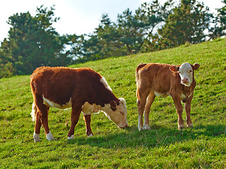 Image showing Hereford breed of brown cows grazing on sustainable farm in pasture field in the countryside. Raising and breeding livestock animals in agribusiness for free range organic cattle and dairy industry