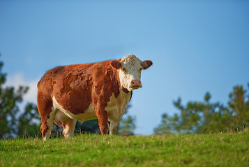 Image showing One hereford cow standing alone on farm pasture. One hairy animal isolated against green grass on remote farmland and agriculture estate. Raising live cattle, grass fed diary farming industry