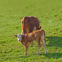 Image showing Hereford cows standing in a farm pasture. Two Hereford cows standing in a vibrant green pasture on a farm on a sunny day. Grass fed cows on a diary supply farm relaxing while grazing in the sunlight