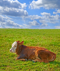 Image showing Hereford - all brown and white