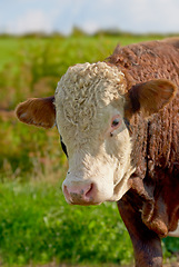 Image showing One hereford cow standing alone on farm pasture. Portrait of hairy animal isolated against green grass on remote farmland and agriculture estate. Raising live cattle, grass fed diary farming industry
