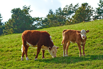 Image showing Hereford breed of brown cows grazing on sustainable farm in pasture field in the countryside. Raising and breeding livestock animals in agribusiness for free range organic cattle and dairy industry